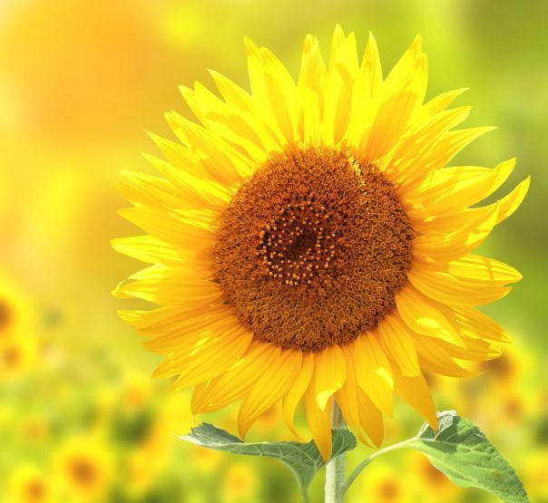 Sommer
